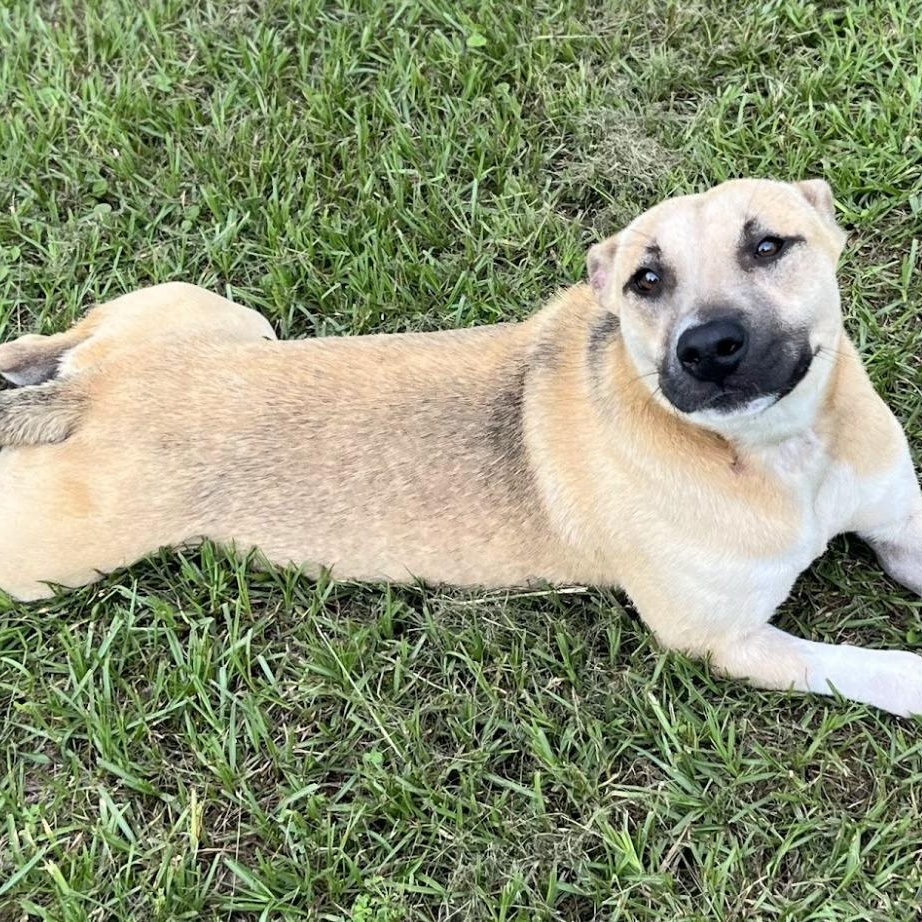 Enlarge Kassidy, a Adoptable Black Mouth Cur in Woburn, MA image 5/6