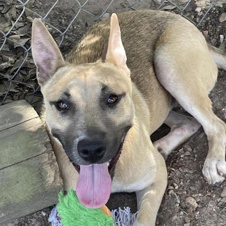 Enlarge Kassidy, a Adoptable Black Mouth Cur in Woburn, MA image 6/6