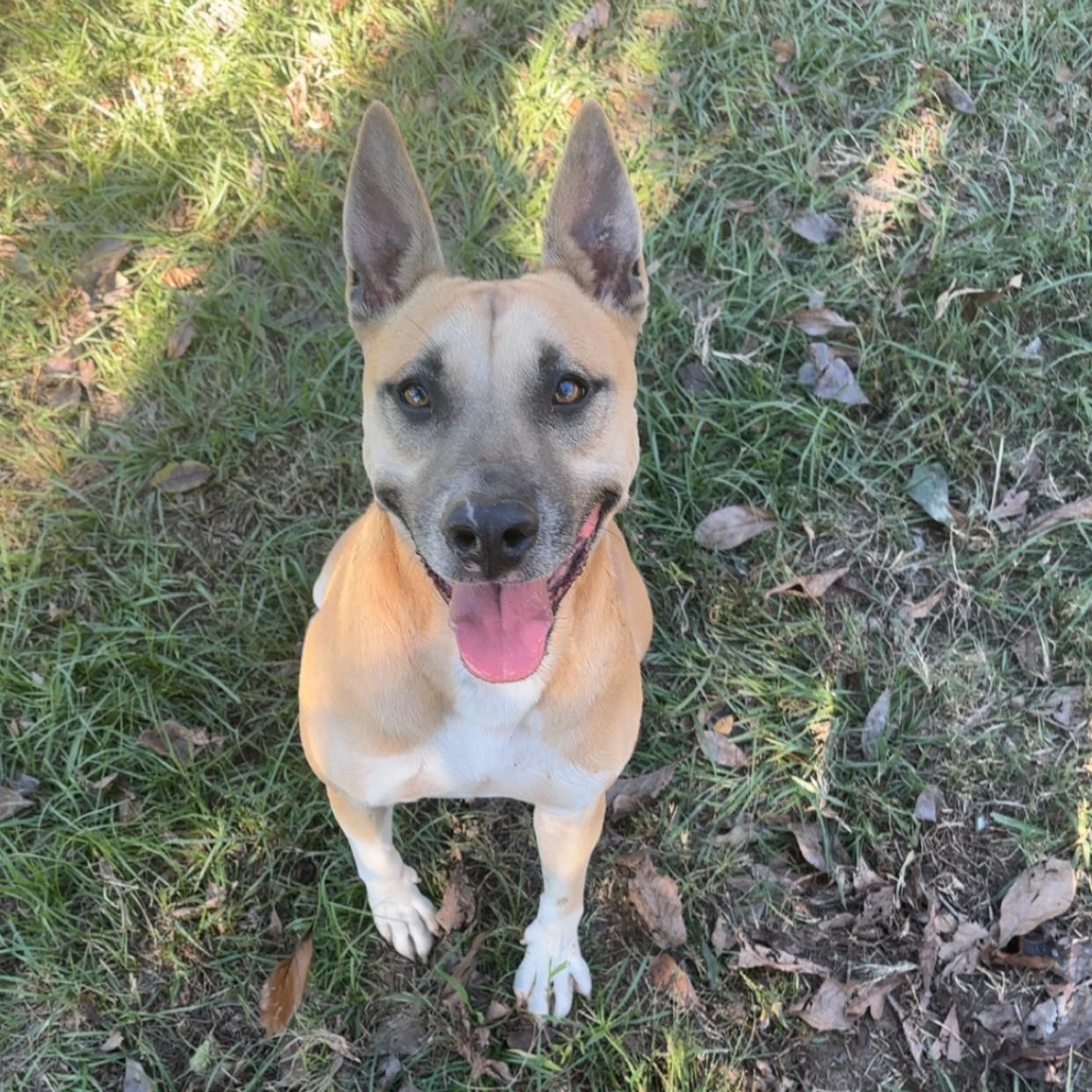Enlarge Kassidy, a Adoptable Black Mouth Cur in Woburn, MA image 4/6