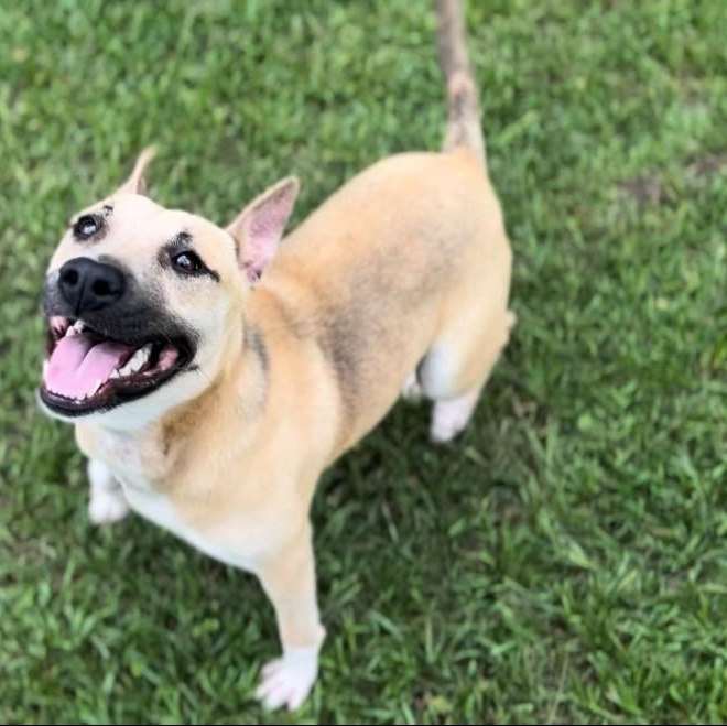 Enlarge Kassidy, a Adoptable Black Mouth Cur in Woburn, MA image 1/6