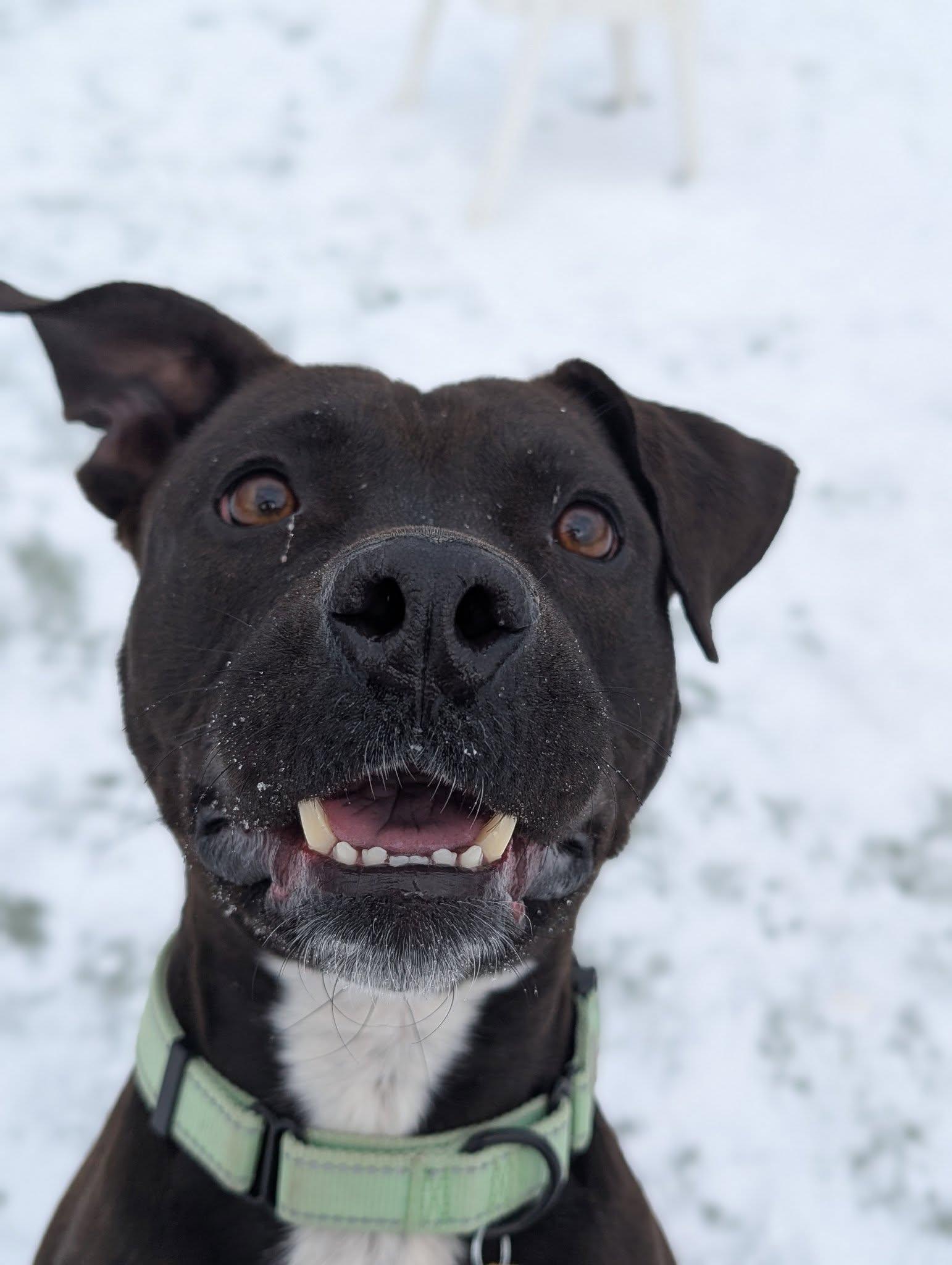 Enlarge Jellybean, a Adoptable mixed breed in Cleveland, OH image 1/6