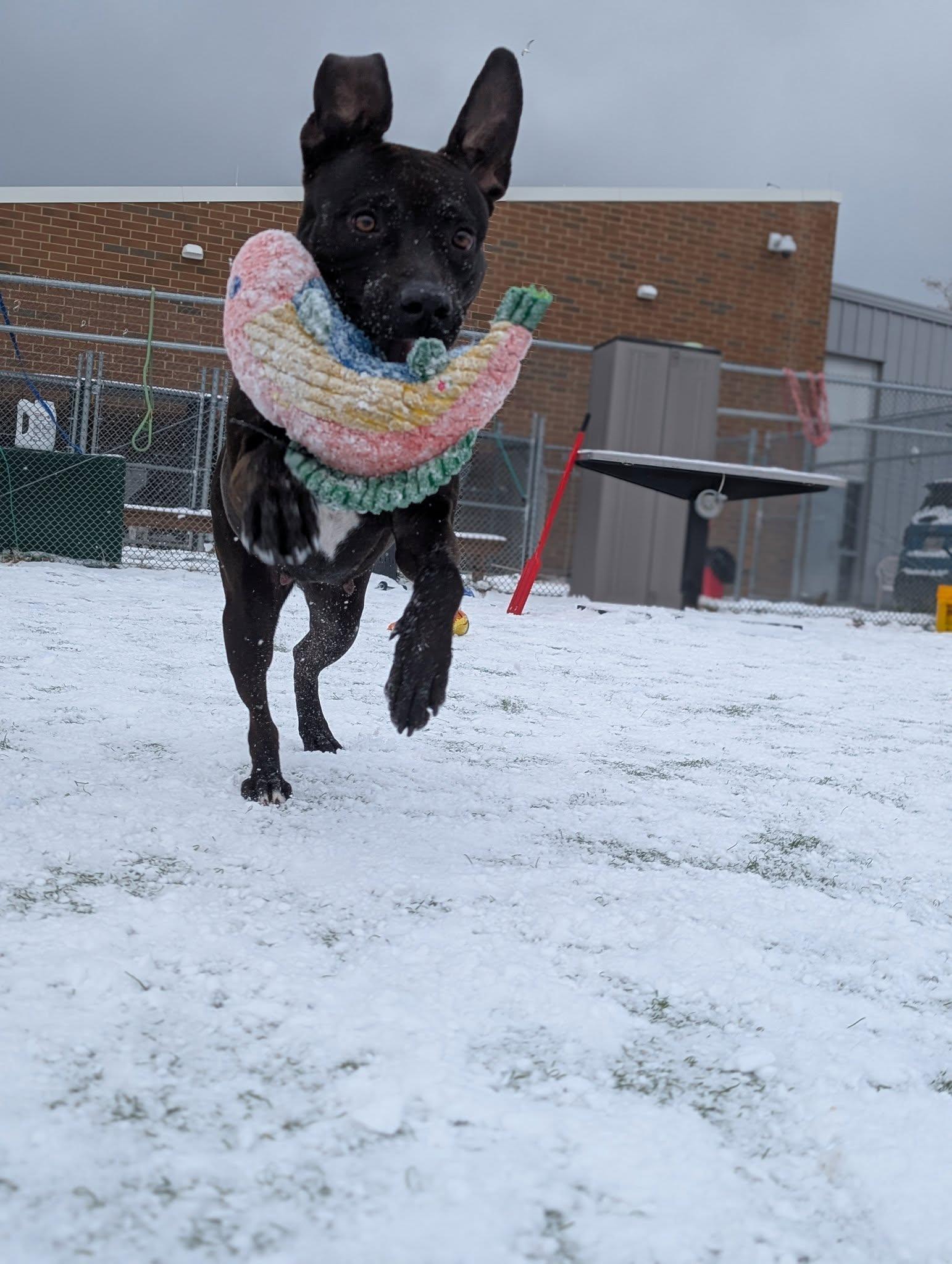 Enlarge Jellybean, a Adoptable mixed breed in Cleveland, OH image 2/6