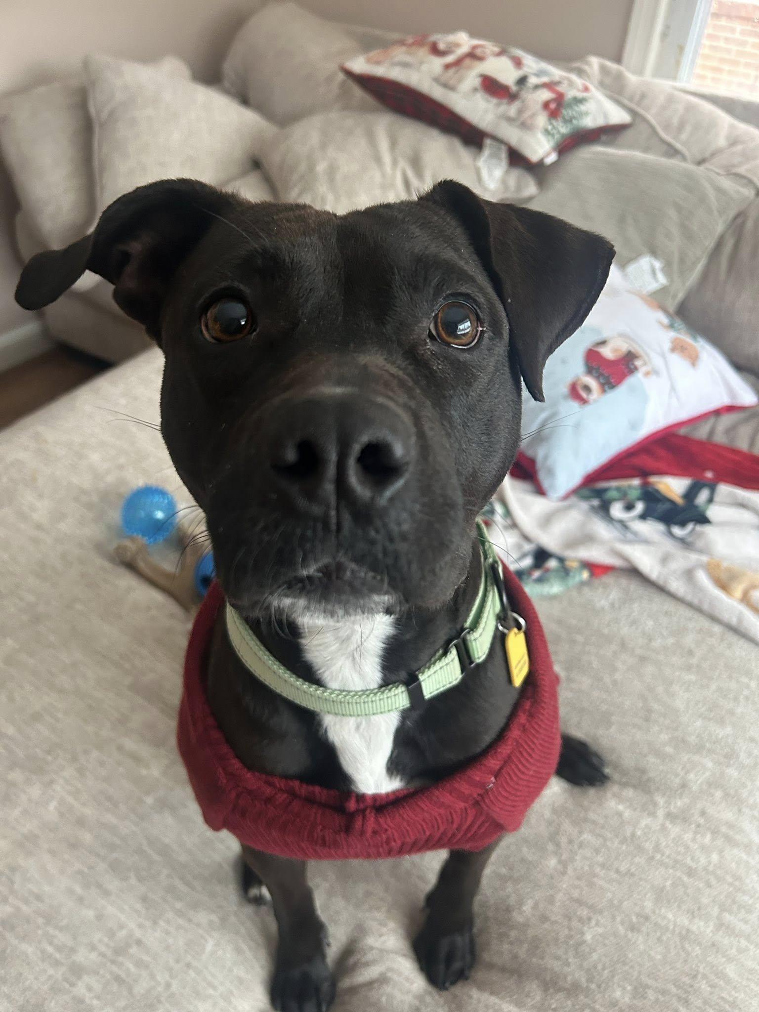 Enlarge Jellybean, a Adoptable mixed breed in Cleveland, OH image 6/6