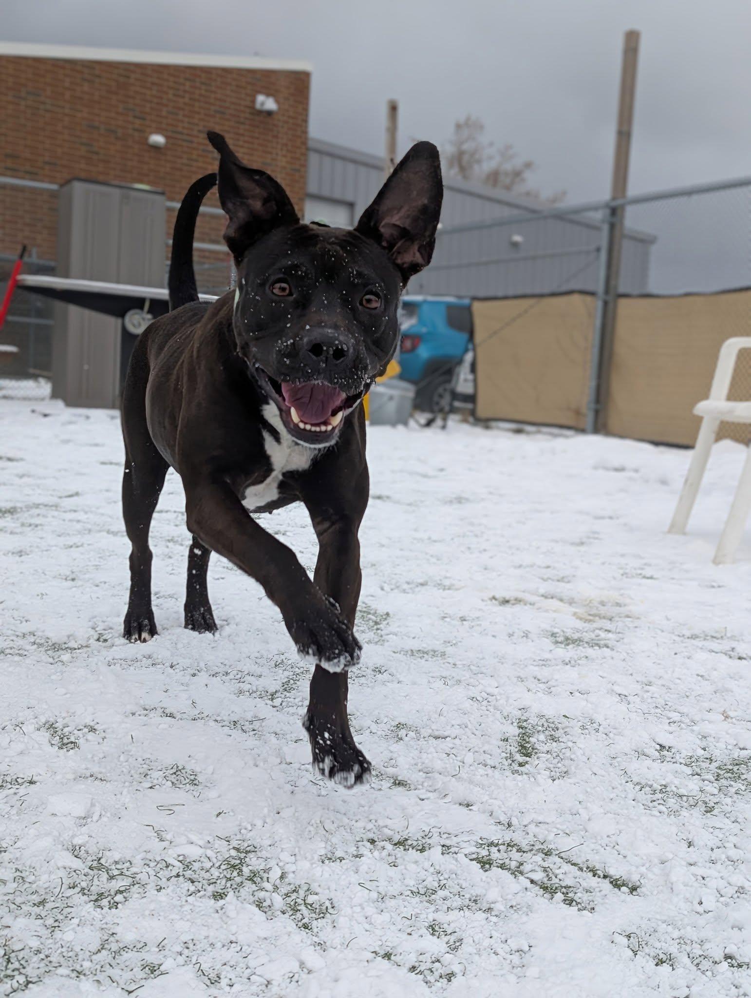Enlarge Jellybean, a Adoptable mixed breed in Cleveland, OH image 3/6