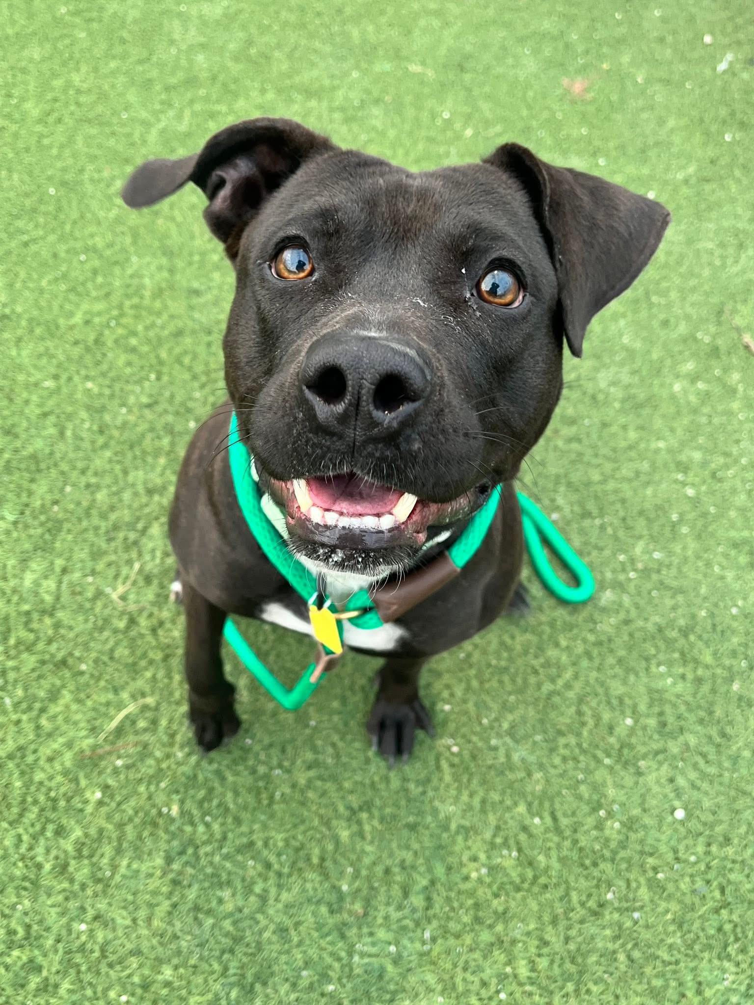 Enlarge Jellybean, a Adoptable mixed breed in Cleveland, OH image 4/6