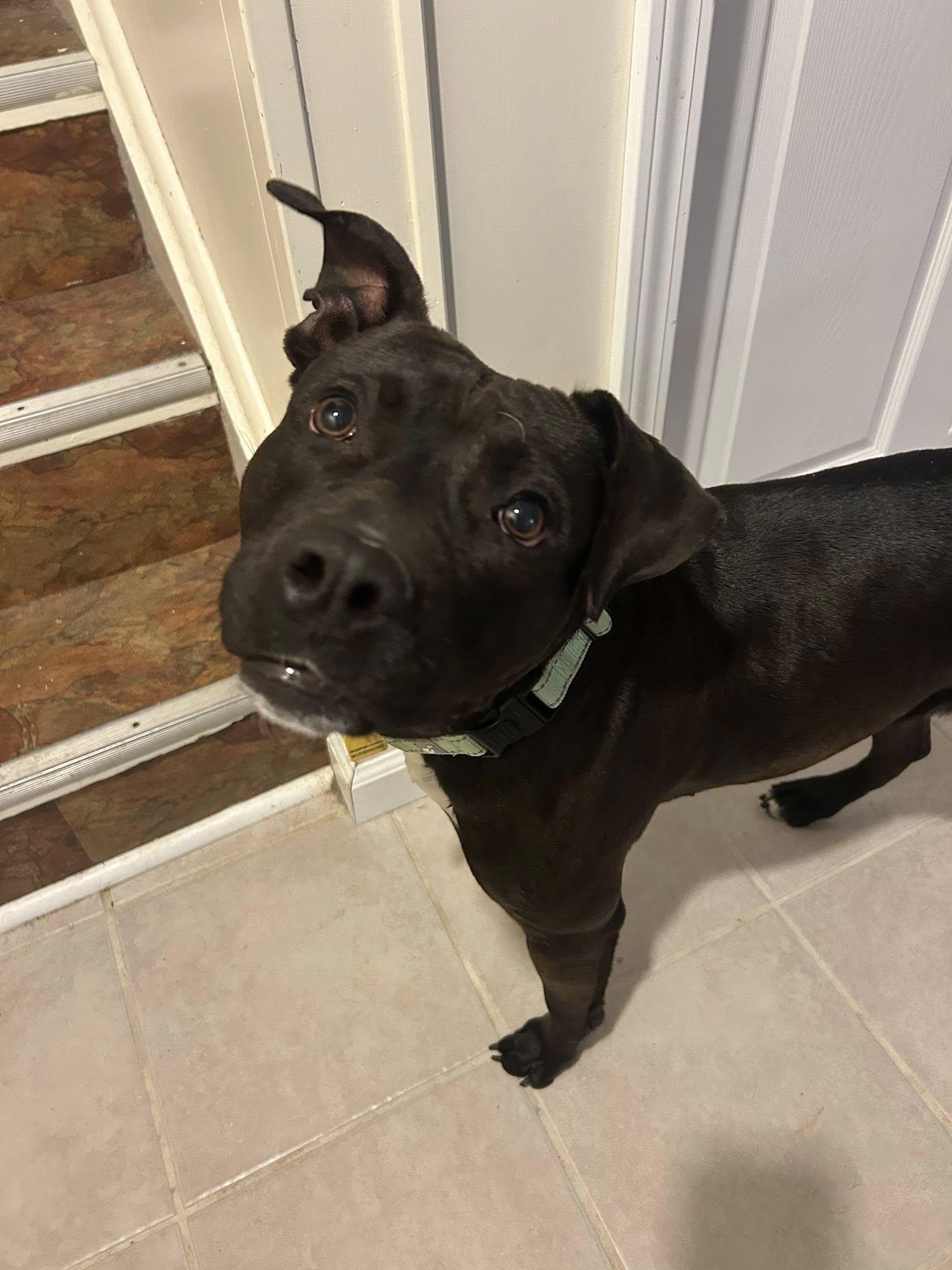 Enlarge Jellybean, a Adoptable mixed breed in Cleveland, OH image 5/6