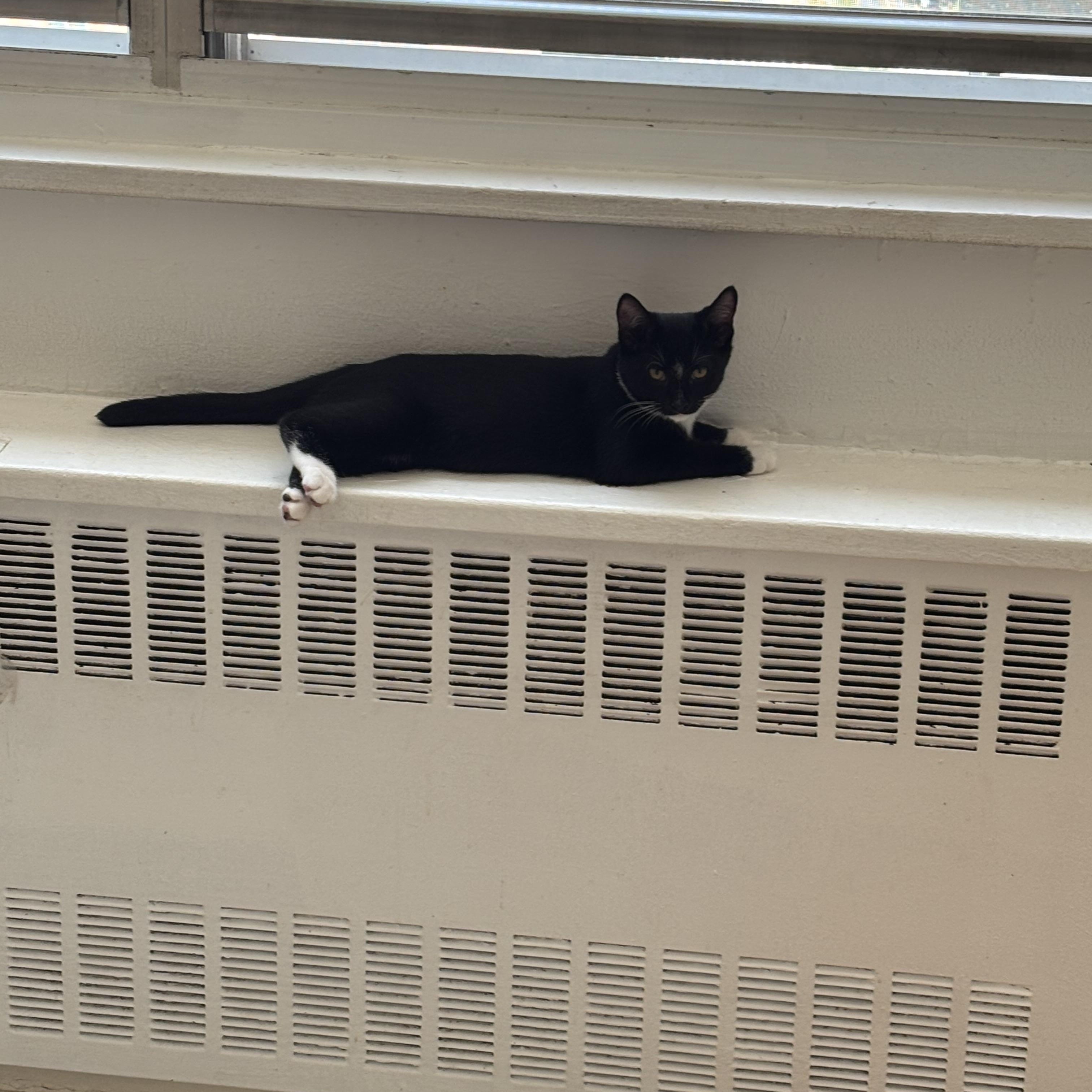 Enlarge Oreo, a Adoptable American Shorthair in Brooklyn, NY image 2/6