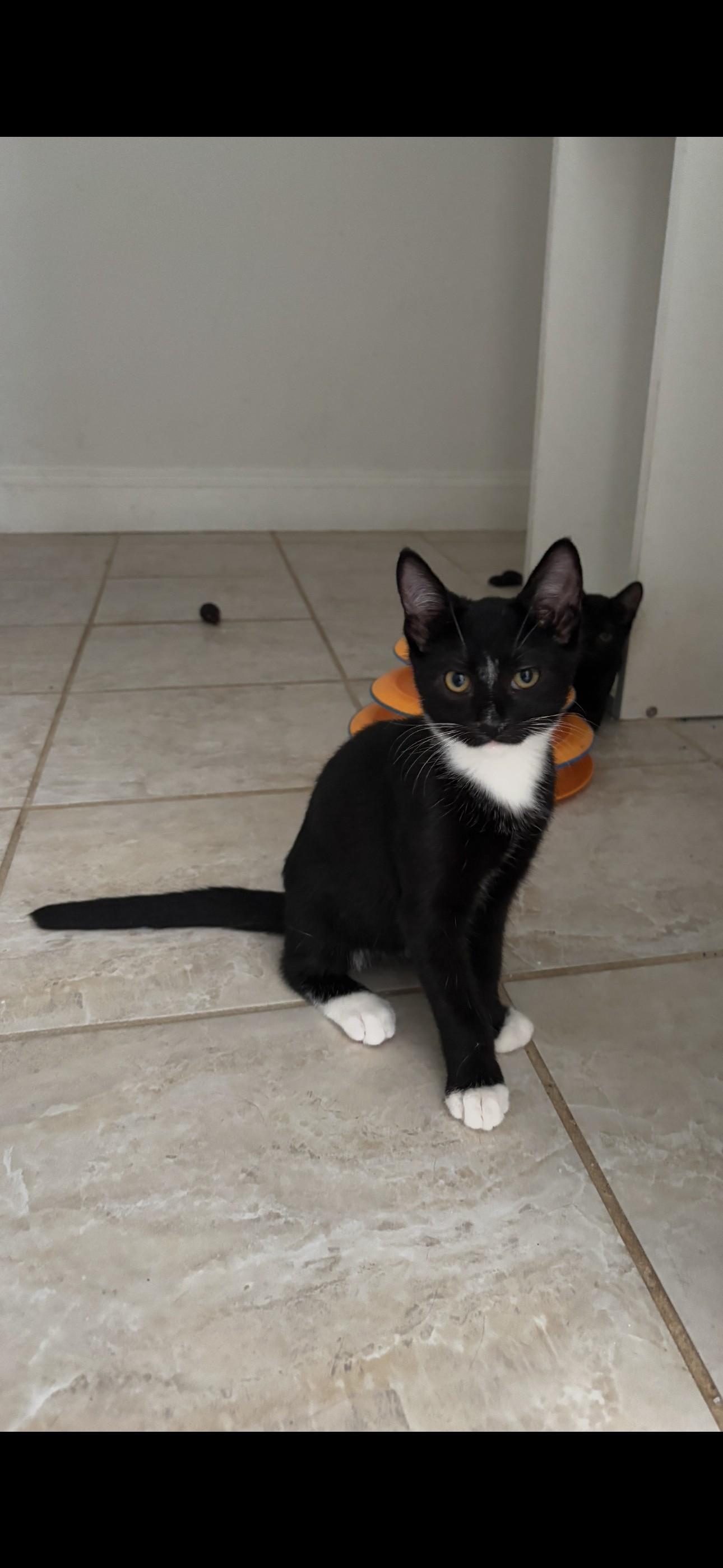 Enlarge Oreo, a Adoptable American Shorthair in Brooklyn, NY image 4/6