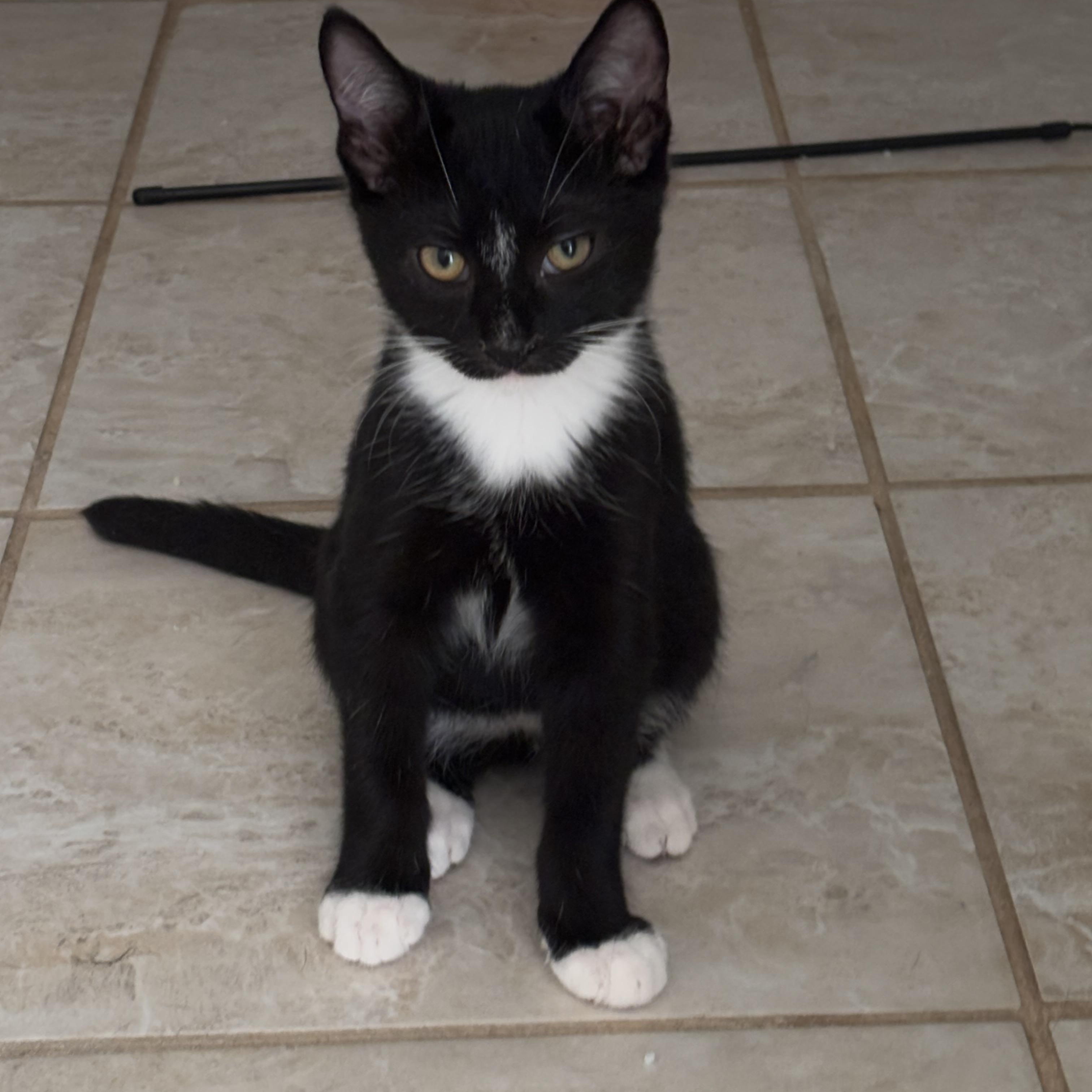 Oreo, Adoptable, Kitten Male American Shorthair.