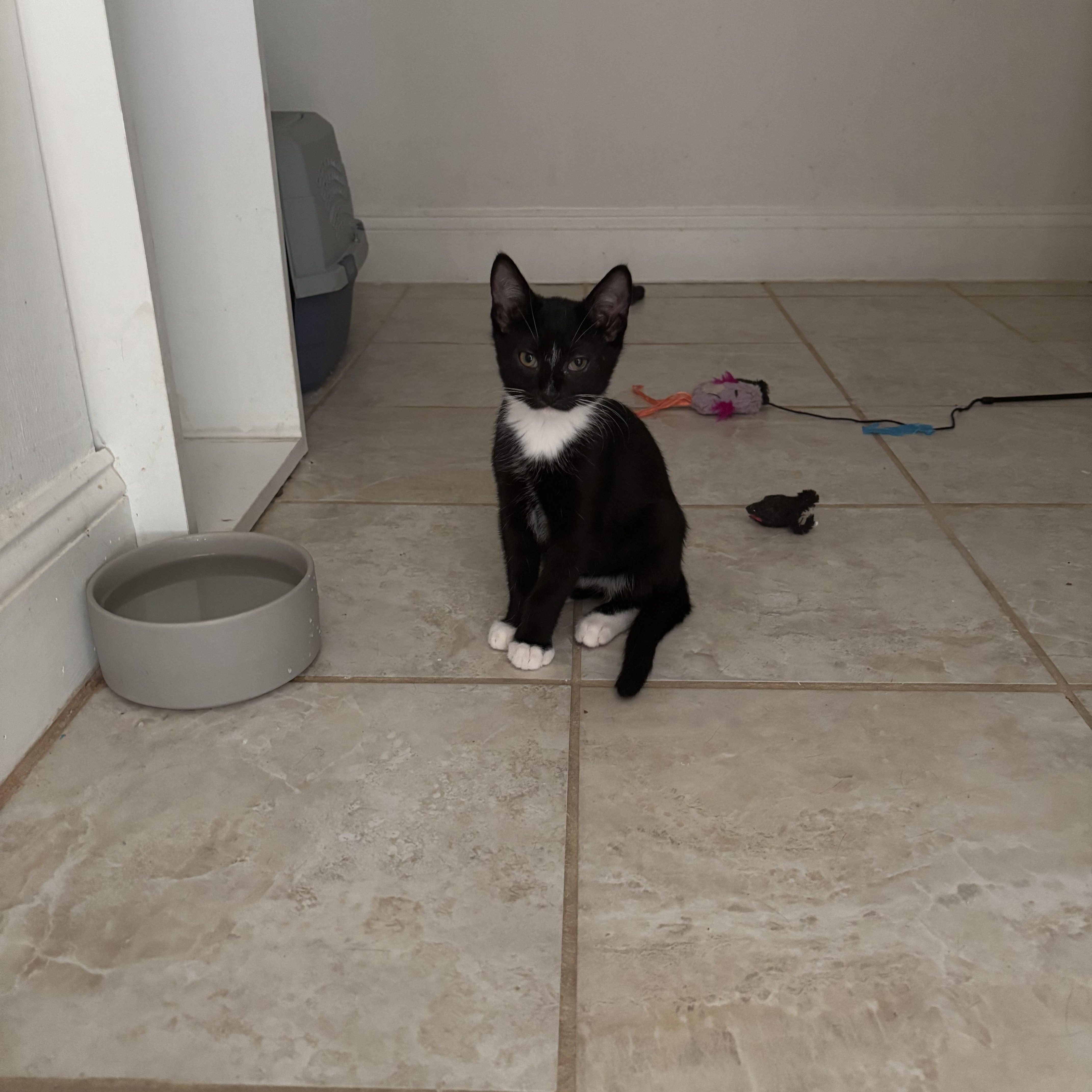 Enlarge Oreo, a Adoptable American Shorthair in Brooklyn, NY image 5/6