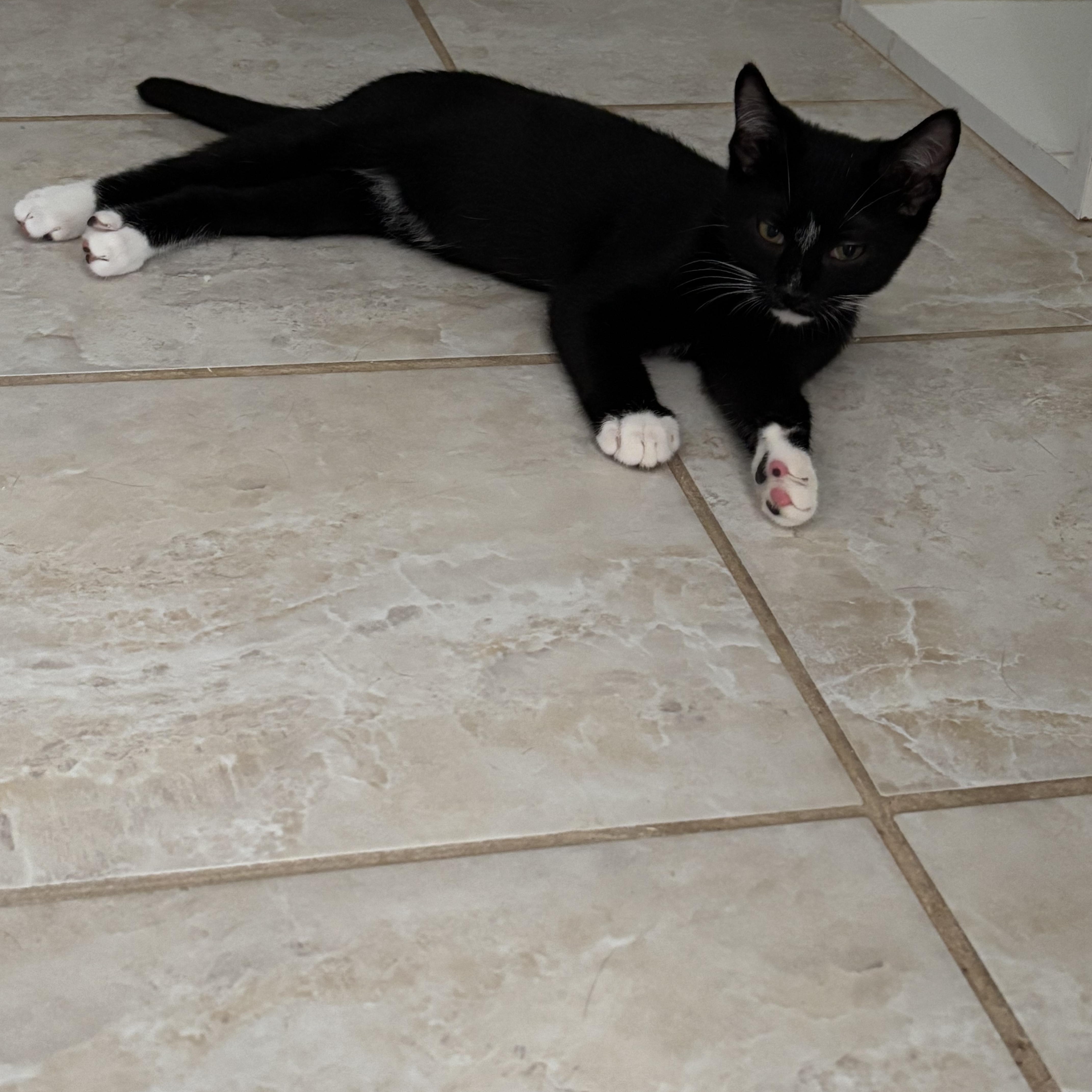 Enlarge Oreo, a Adoptable American Shorthair in Brooklyn, NY image 3/6