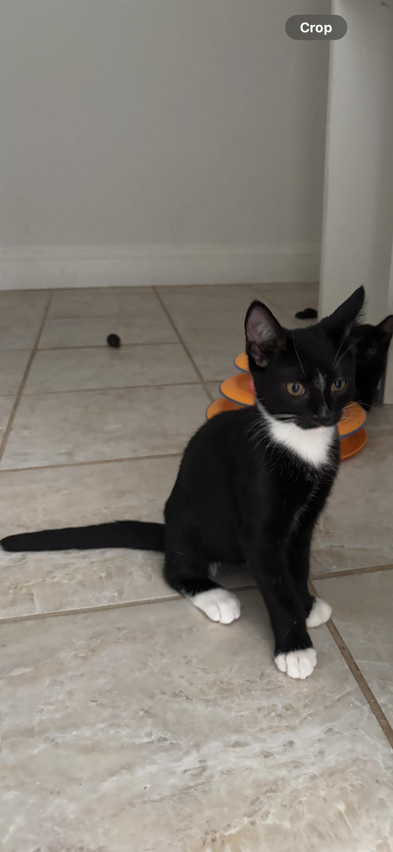 Enlarge Oreo, a Adoptable American Shorthair in Brooklyn, NY image 6/6