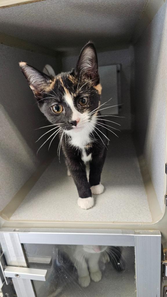 Rae (SPAYED), Adopted, Kitten Female Domestic Short Hair.