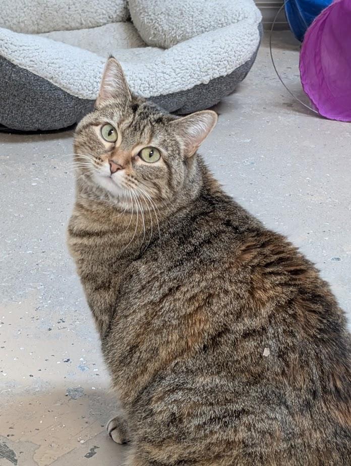 CHLOE MAE, a Adoptable Domestic Short Hair in Carthage, IL image 1/3