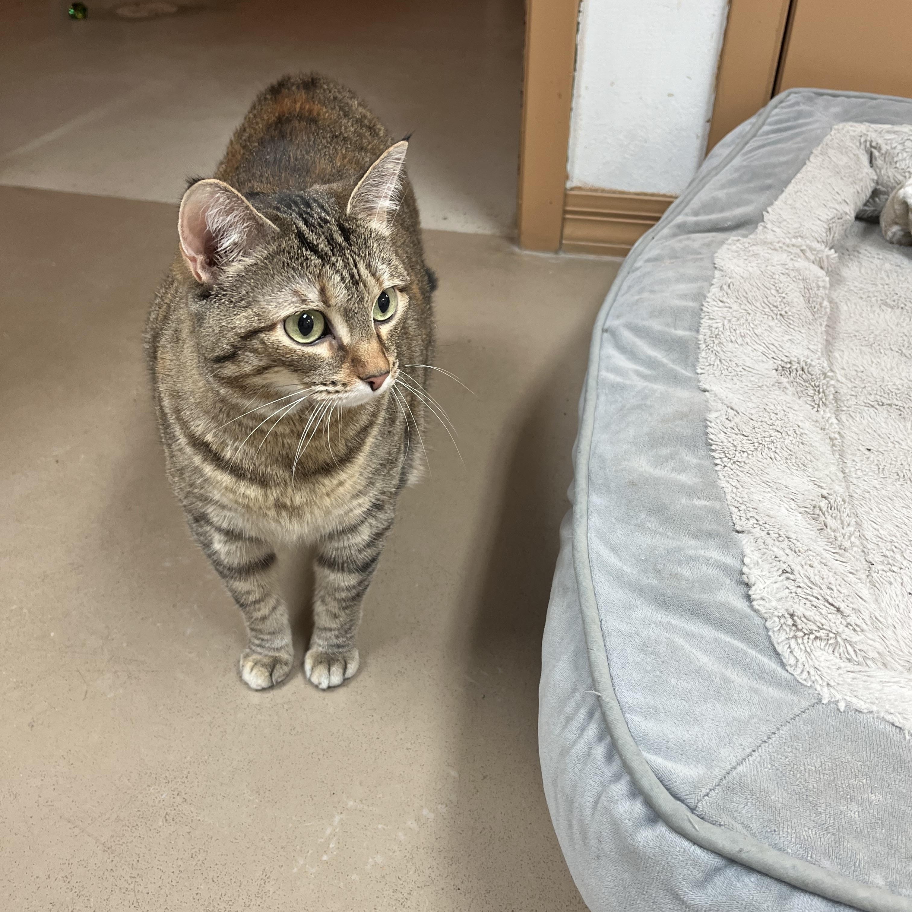 CHLOE MAE, Adoptable, Adult Female Domestic Short Hair.