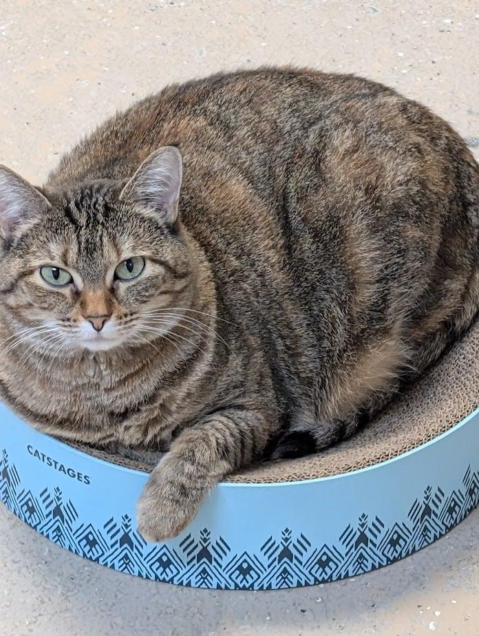 CHLOE MAE, a Adoptable Domestic Short Hair in Carthage, IL image 2/3