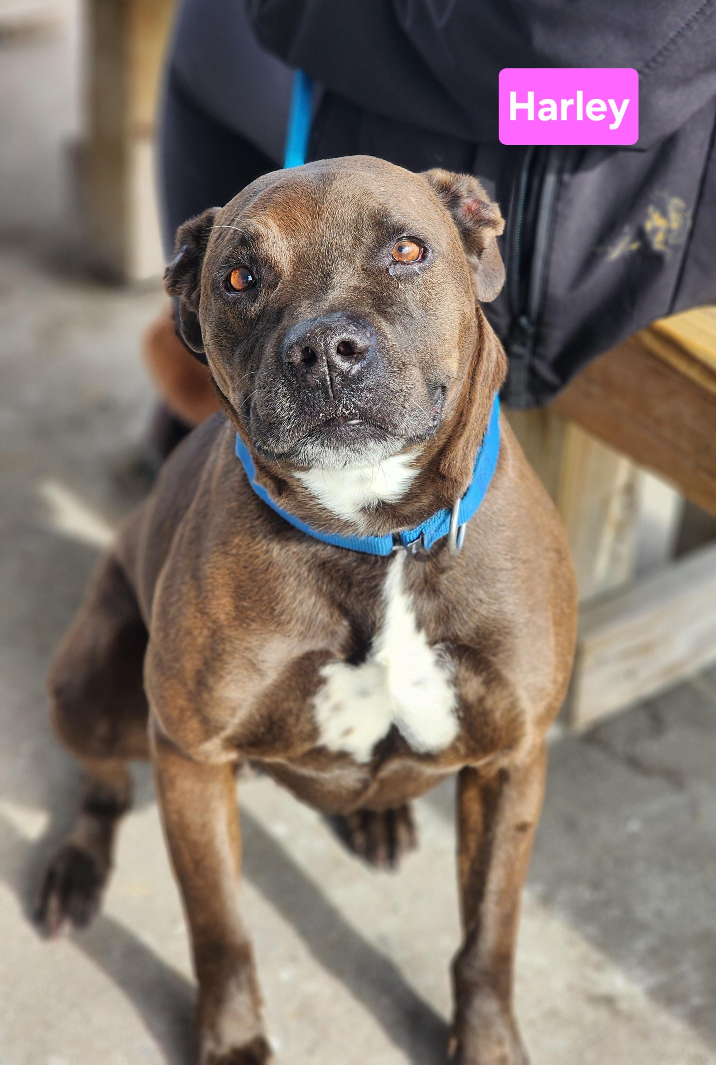 Harley, a ADOPTABLE mixed breed in Clinton, MO image 1/2