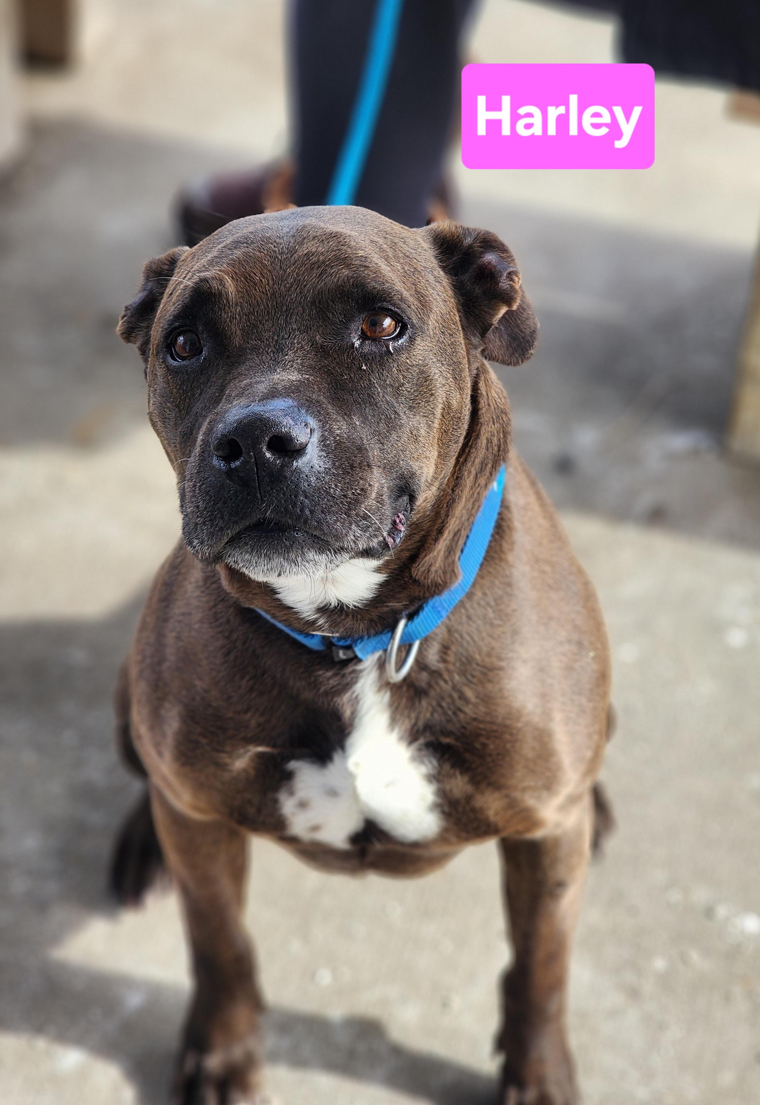 Harley, a ADOPTABLE mixed breed in Clinton, MO image 2/2