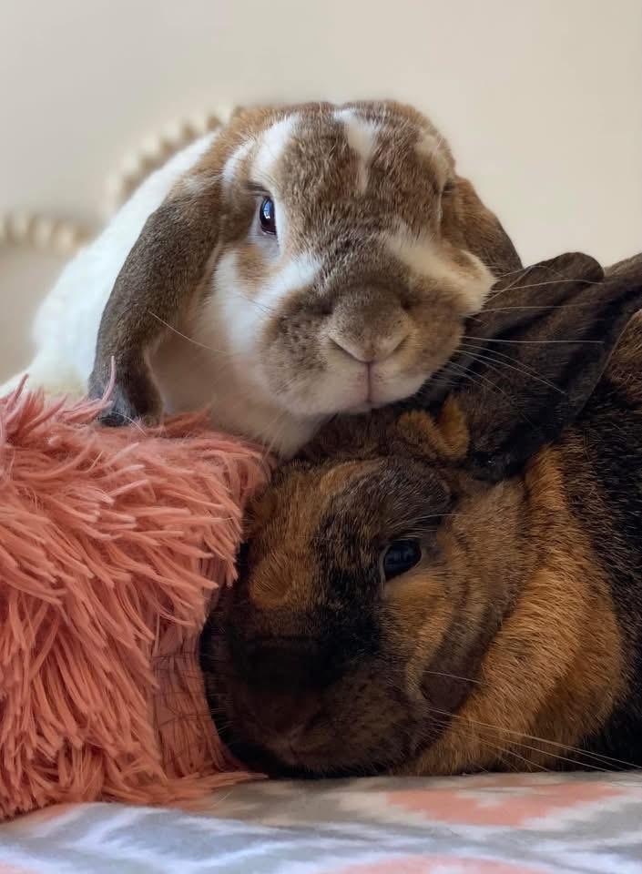 Ramen Noodle and Binky, Adult Female Holland Lop