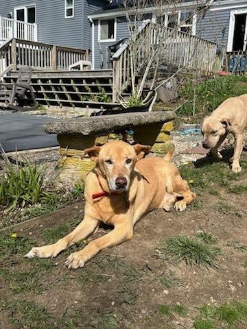 Frankie "The Frankfurter", a Adoptable mixed breed in Randolph, MA image 3/6