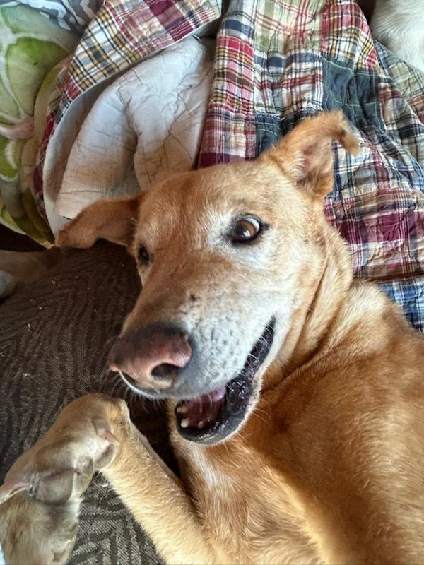 Frankie "The Frankfurter", a Adoptable mixed breed in Randolph, MA image 4/6