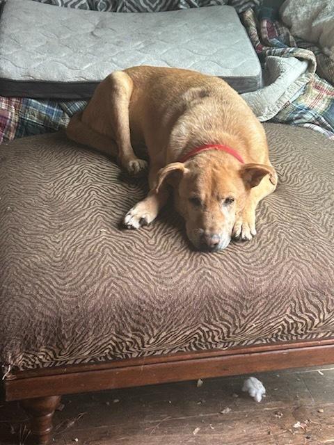 Frankie "The Frankfurter", a Adoptable mixed breed in Randolph, MA image 5/6