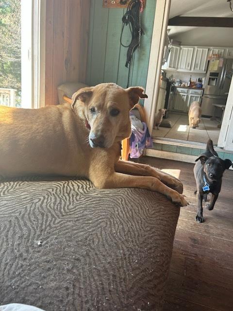 Frankie "The Frankfurter", a Adoptable mixed breed in Randolph, MA image 6/6