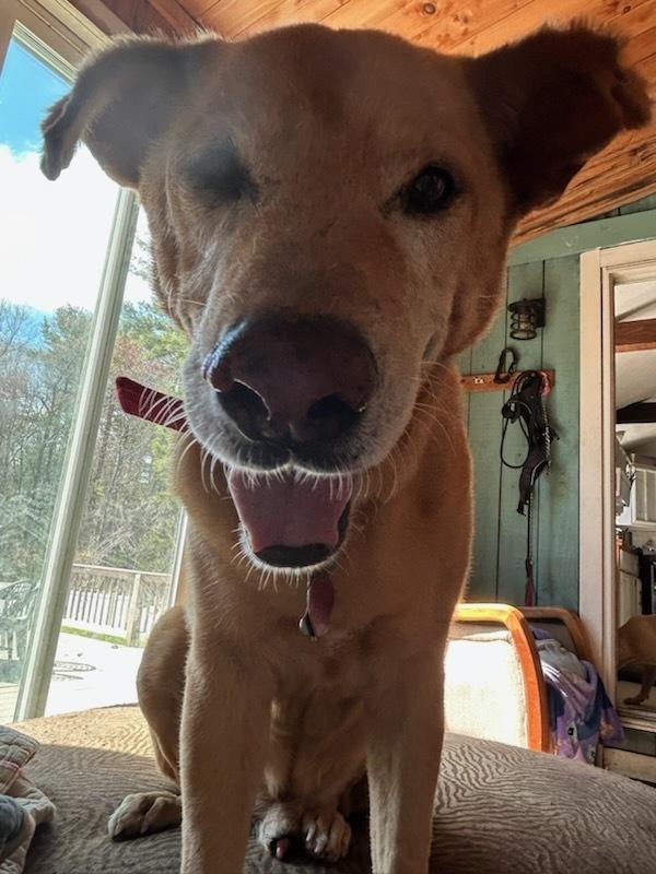 Frankie "The Frankfurter", Adoptable, Senior Male Labrador Retriever.
