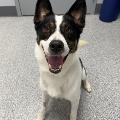 Enlarge Clark, a Adoptable mixed breed in Tinley Park, IL image 3/3