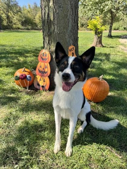 Clark, Adoptable, Young Male Australian Shepherd.