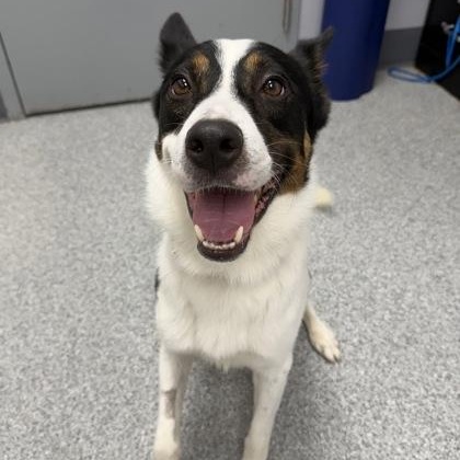 Enlarge Clark, a Adoptable mixed breed in Tinley Park, IL image 2/3