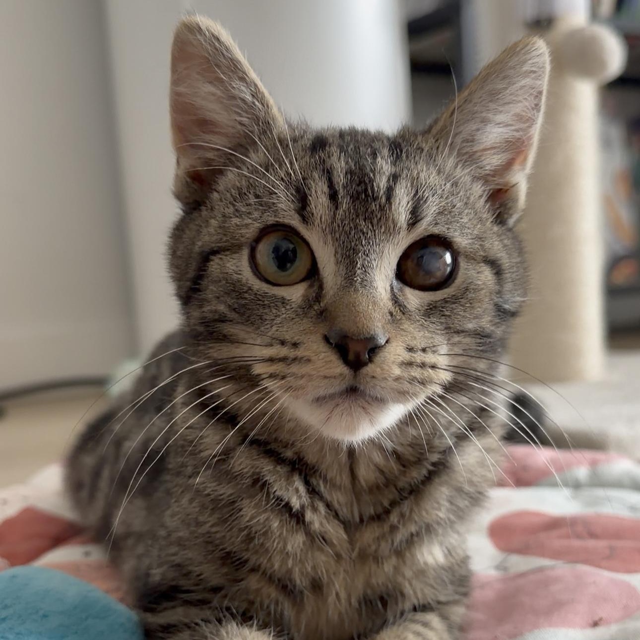 Enlarge Junior, a ADOPTABLE Domestic Short Hair in New york, NY image 1/5