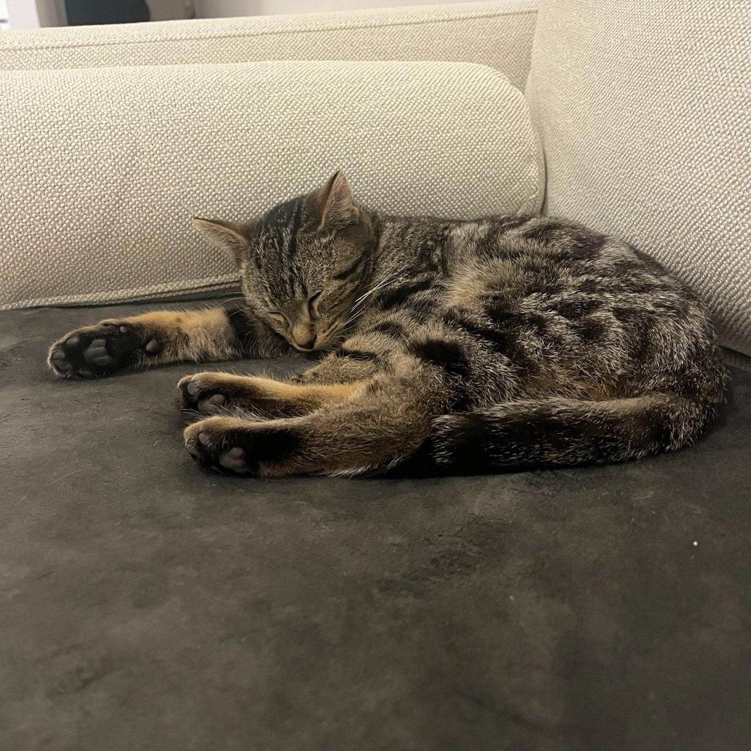 Enlarge Junior, a ADOPTABLE Domestic Short Hair in New york, NY image 4/5