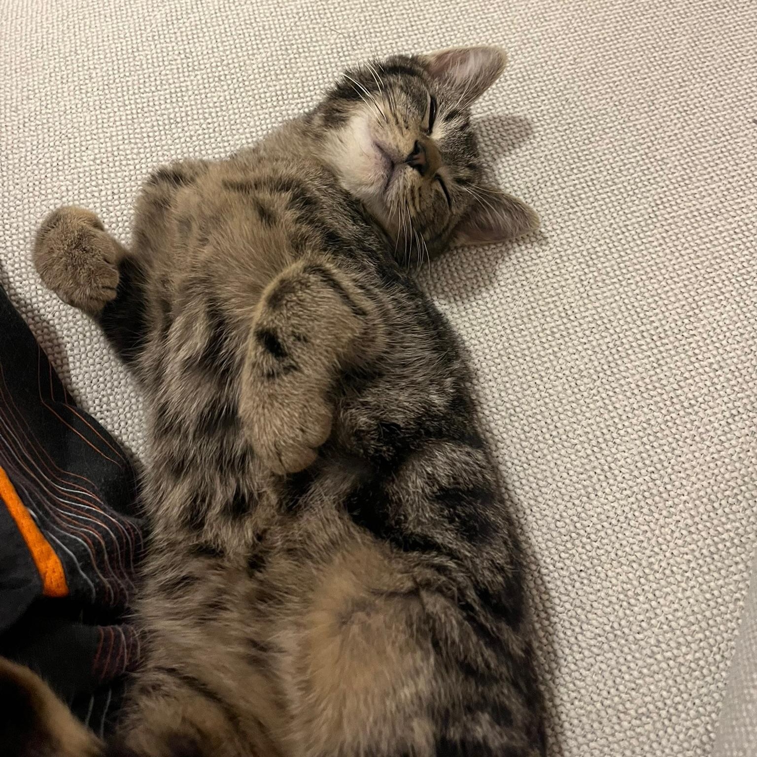 Enlarge Junior, a ADOPTABLE Domestic Short Hair in New york, NY image 3/5