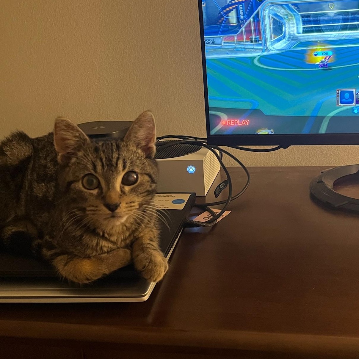 Enlarge Junior, a ADOPTABLE Domestic Short Hair in New york, NY image 5/5