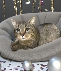 Butterfly , Adoptable, Adult Male Domestic Short Hair.