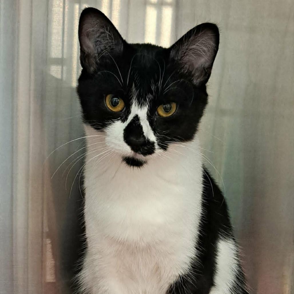 Michelle, Adoptable, Young Female Domestic Short Hair.