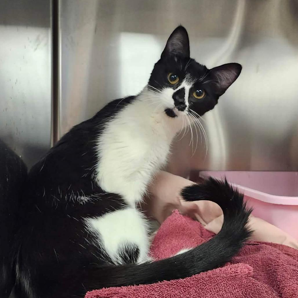 Enlarge Michelle, a Adoptable Domestic Short Hair in Abbotsford, BC image 1/3