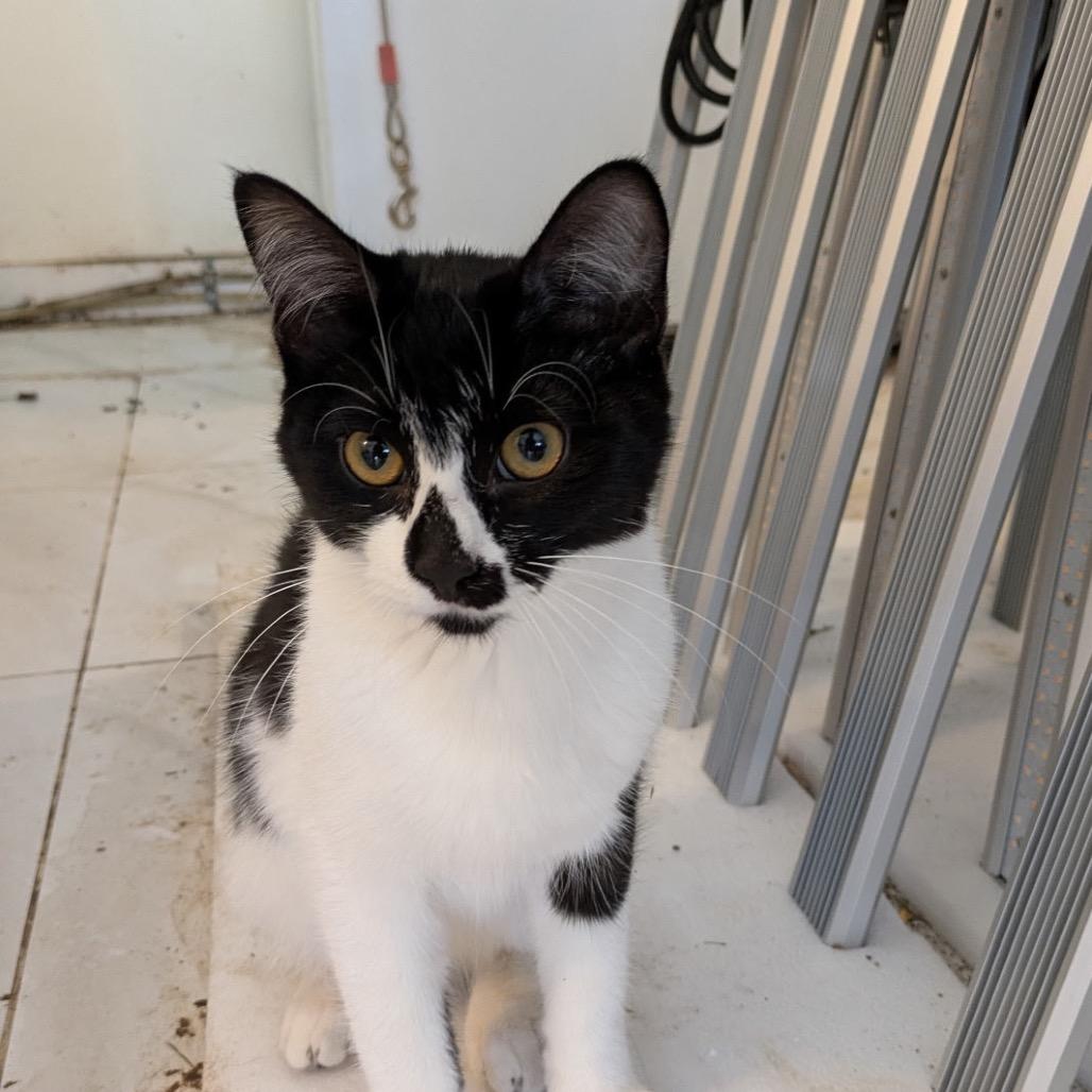 Enlarge Michelle, a Adoptable Domestic Short Hair in Abbotsford, BC image 2/3