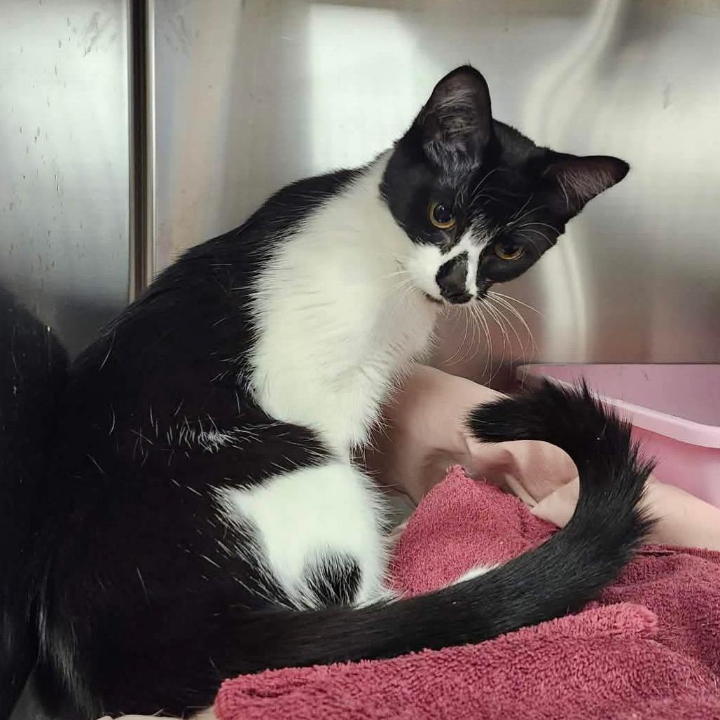 Enlarge Michelle, a Adoptable Domestic Short Hair in Abbotsford, BC image 3/3