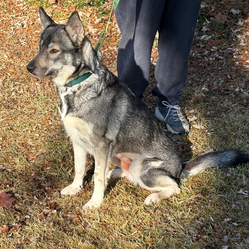 Enlarge Foxina, a Adoptable Siberian Husky in Carol Stream, IL image 3/6