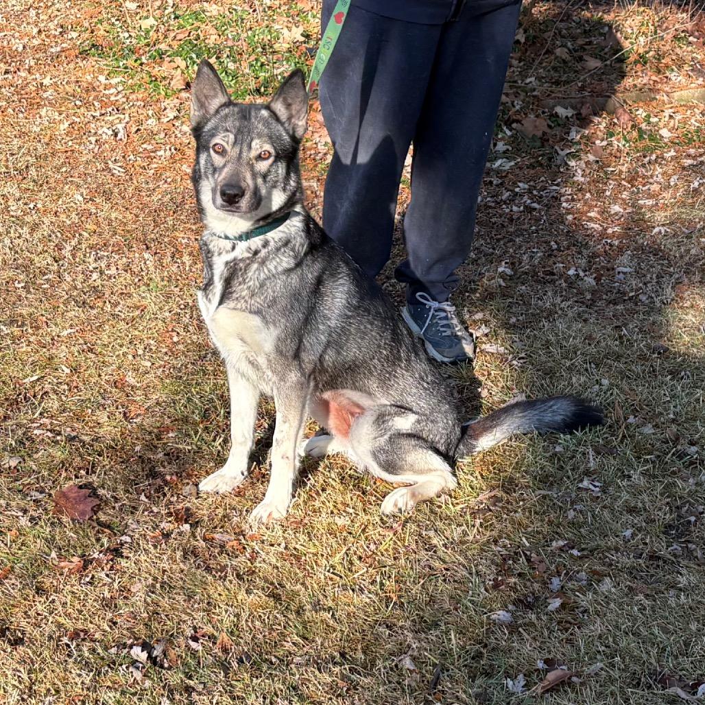 Enlarge Foxina, a Adoptable Siberian Husky in Carol Stream, IL image 4/6