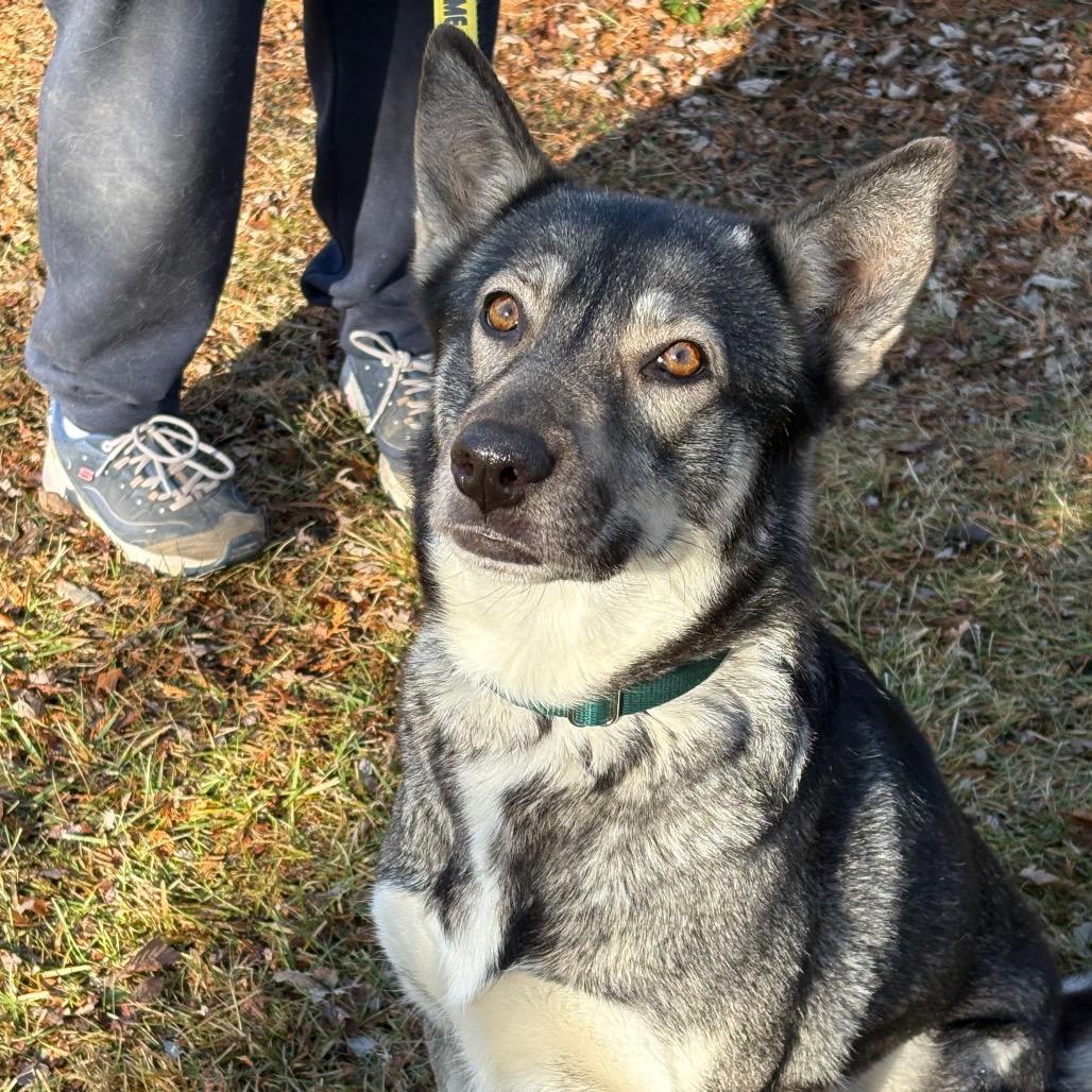 Enlarge Foxina, a Adoptable Siberian Husky in Carol Stream, IL image 5/6