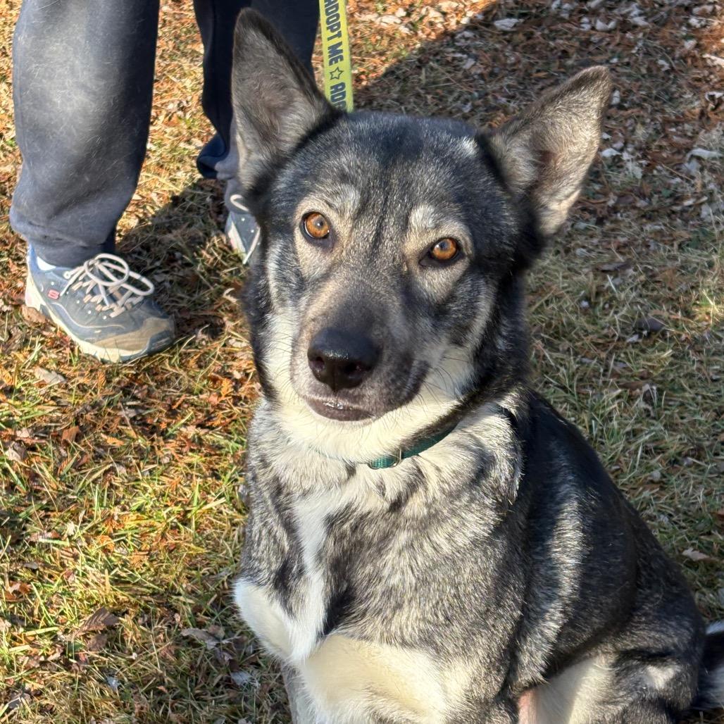 Enlarge Foxina, a Adoptable Siberian Husky in Carol Stream, IL image 6/6
