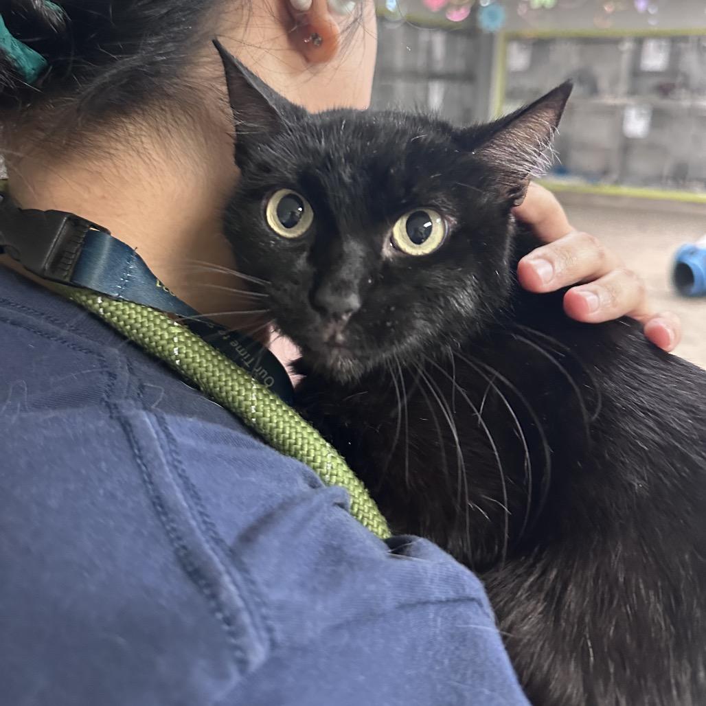 Rhonda, Adoptable, Young Female Domestic Short Hair.