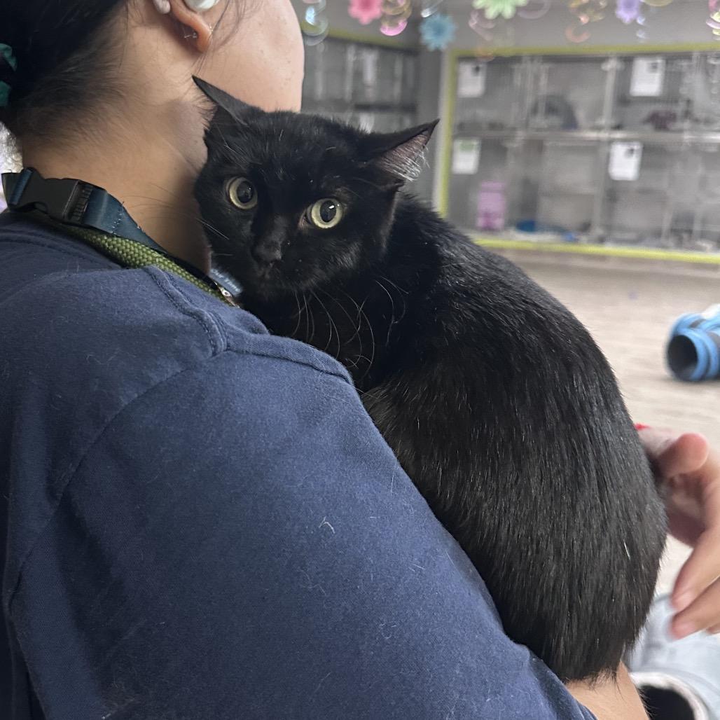 Enlarge Rhonda, a Adoptable Domestic Short Hair in San Jacinto, CA image 2/4