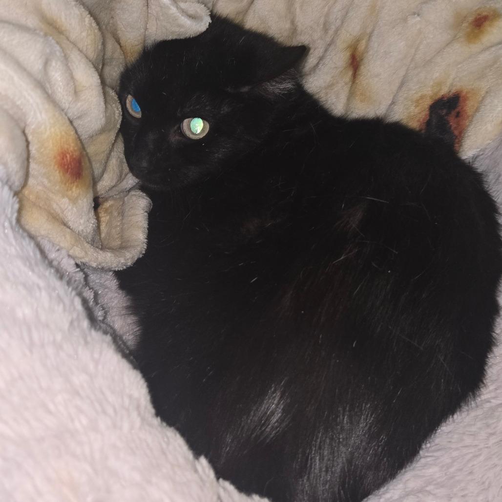 Enlarge Rhonda, a Adoptable Domestic Short Hair in San Jacinto, CA image 3/4