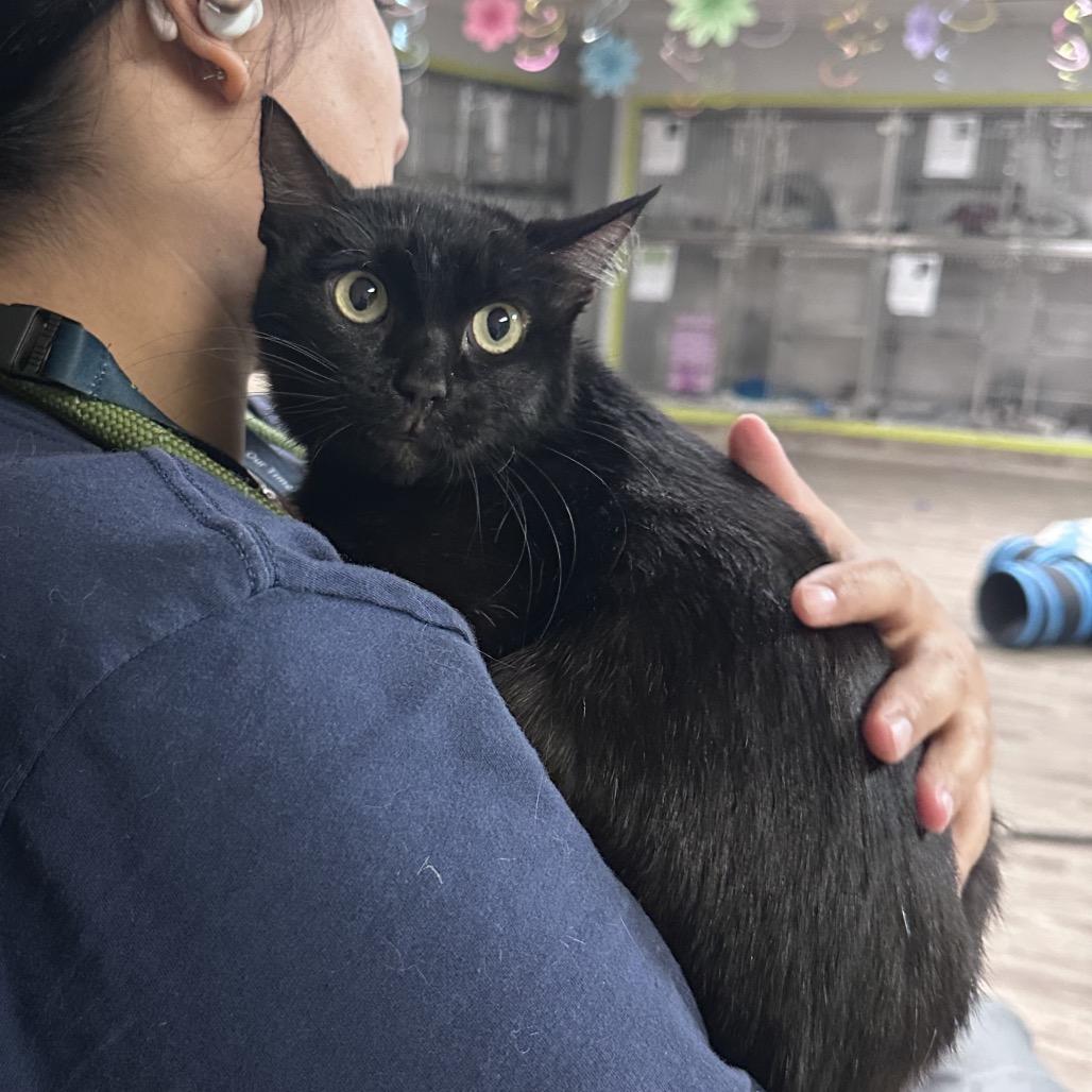 Enlarge Rhonda, a Adoptable Domestic Short Hair in San Jacinto, CA image 4/4