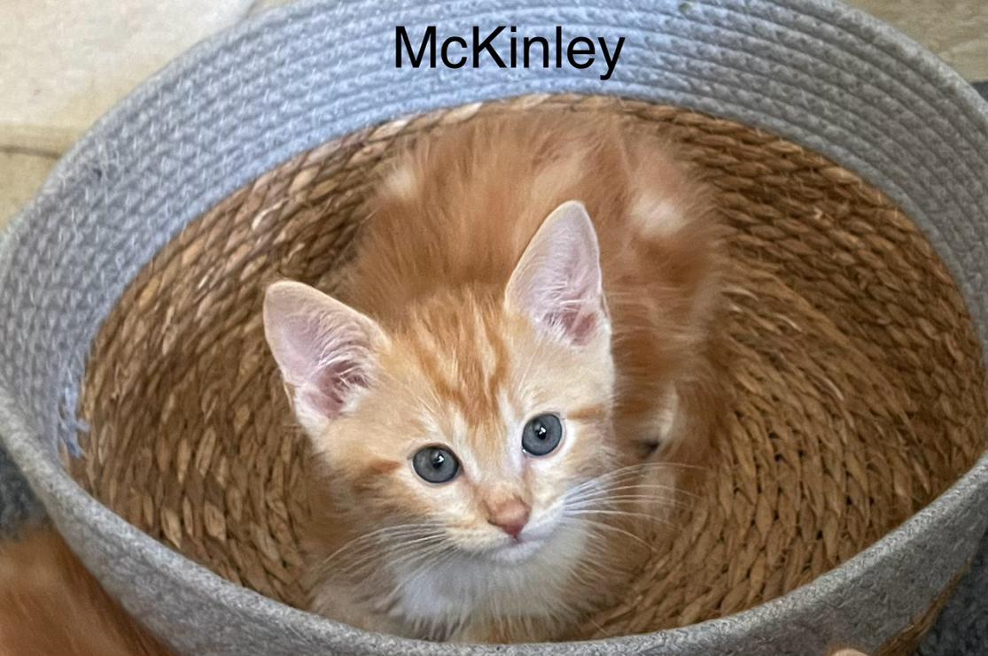 McKinley, a Adoptable Domestic Short Hair in Riverside, CA image 3/3