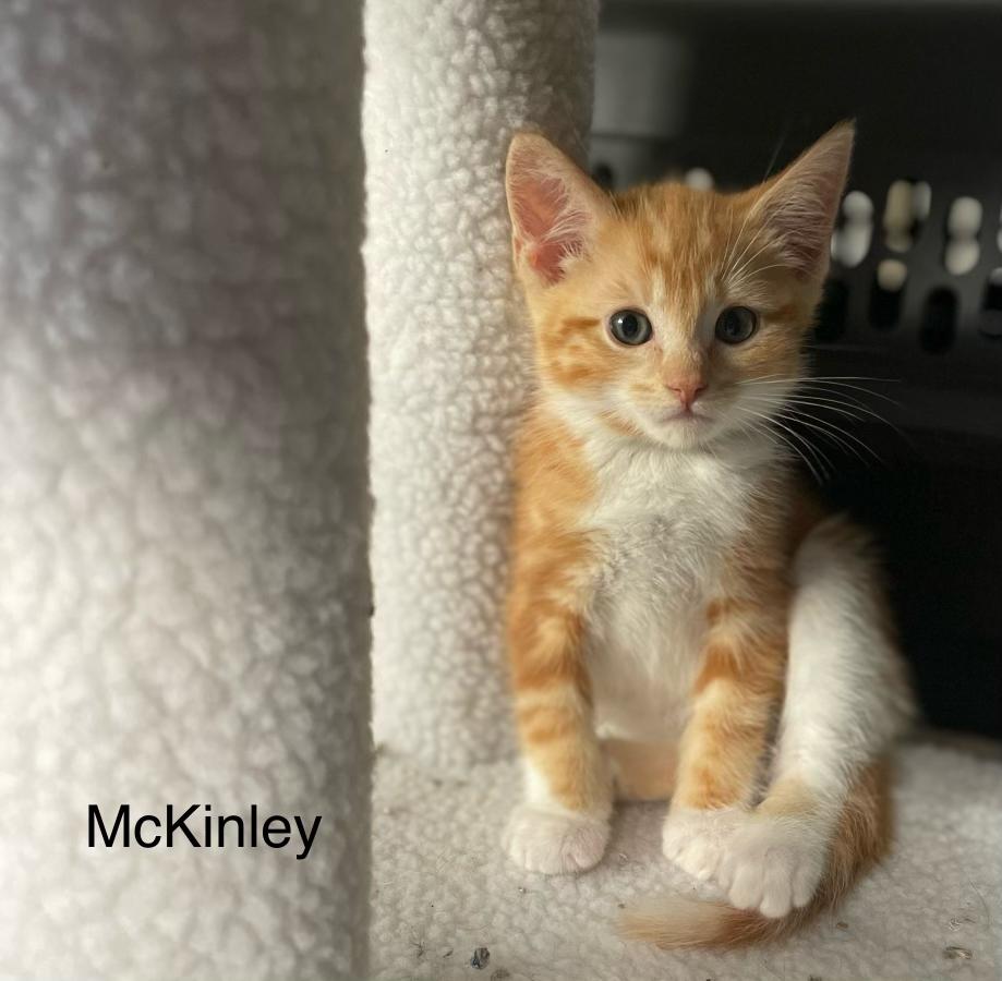 McKinley, Adoptable, Kitten Male Domestic Short Hair.